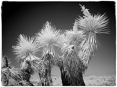 Desert Trees Infrared in the Mojave Desert, CA  Dave Hickey